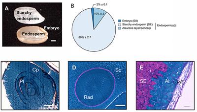 An Integrated “Multi-Omics” Comparison of Embryo and Endosperm Tissue-Specific Features and Their Impact on Rice Seed Quality